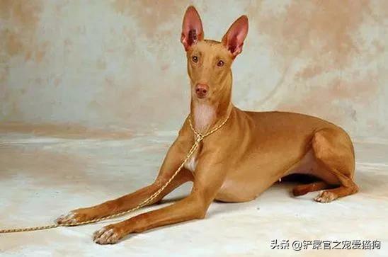 哪些狗狗的价格高？