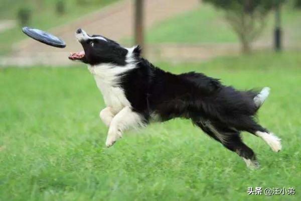 伯恩山犬 边牧:有人说边境牧羊犬不适合家养，是这样吗？