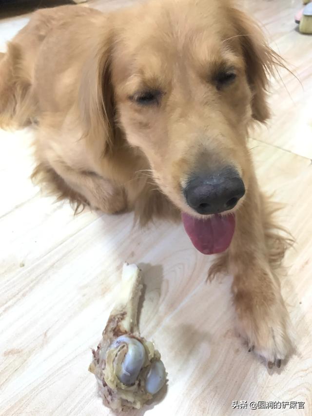 土狗喂狗粮好还是饭好:狗狗吃颗粒狗粮好，还是跟着人吃饭好呢？