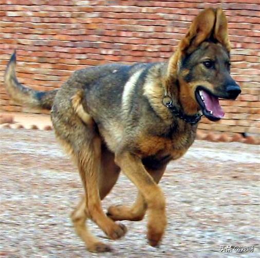 昆明狼犬凶猛吗:法国狼犬凶猛吗 世界上最可怕的四种狼犬是哪四种？有何依据？