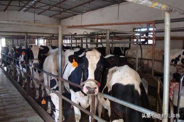 奶牛饲养设备:奶牛如何饲养，喂青贮饲料如何？