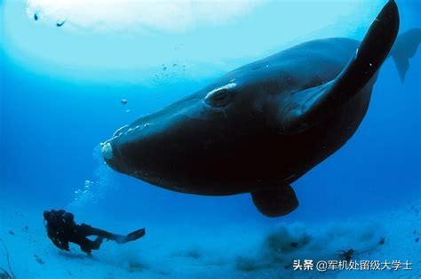 南露脊鲸:最长寿的哺乳动物有哪些(排名)？
