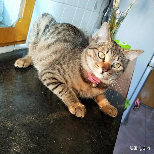 狸花猫打得过国外猫吗，黄狸猫打的过国外的猫吗为什么