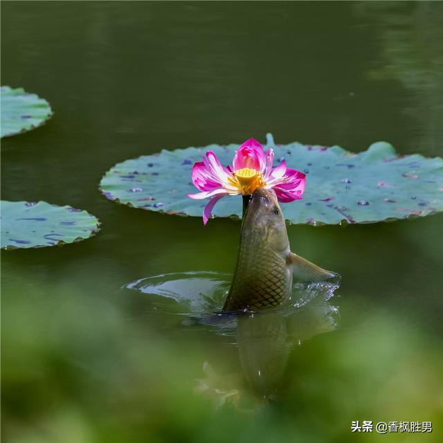大白兔图片:大白兔图片大全可爱图片卡通 佳能70-300镜头与佳能100-400镜头哪个好？