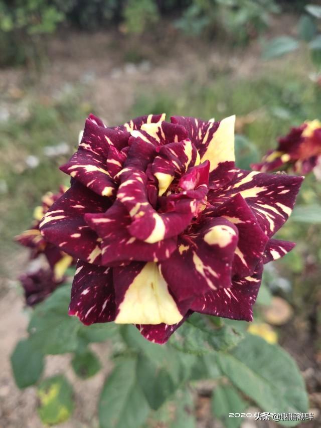 最香的几款月季品种是什么？插图54