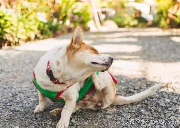 狗狗资源瘦全集下载:狗狗太瘦是什么原因导致的？