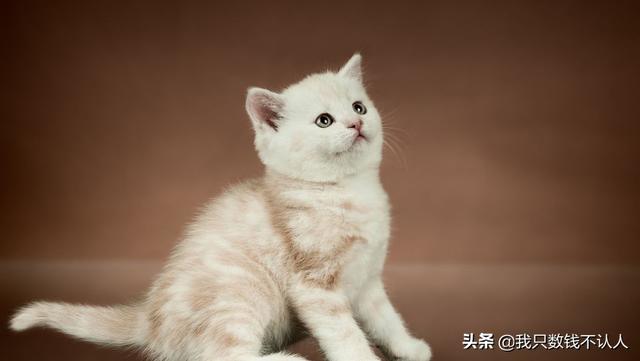 猫发出咕噜咕噜的声音是什么意思_百度知道:猫咪为什么会发出呼噜的声音？