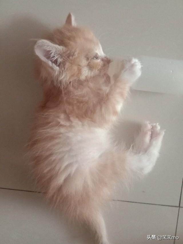 猫图片大全:养田园猫，你愿意花钱吗？