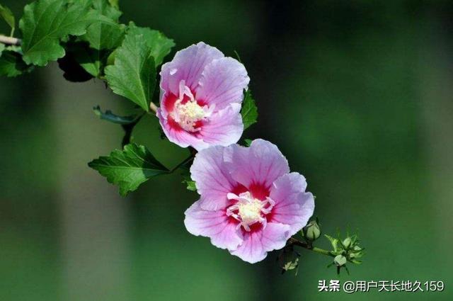 头条问答 水槿花的作用与功效 8个回答