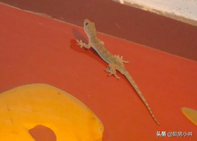 家里放个什么鬼不敢进,家里进了壁虎，要不要赶出去？