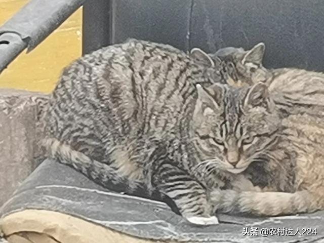 牛弓形虫病的症状图片:兔子弓形虫病的症状图片 猫感染弓形虫有什么症状？