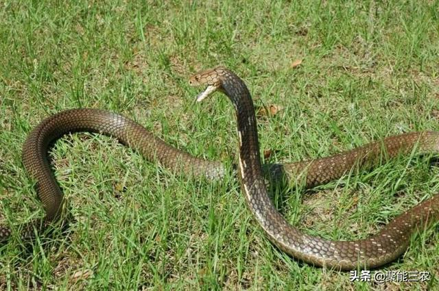 过山峰是保护动物,假如农民田间作业被过山峰咬了,心里来气将它打死了