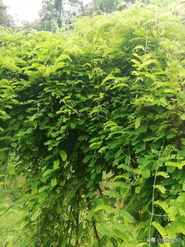 头条问答 - 鸡骨草几月份种植?怎么种?(19个回答)