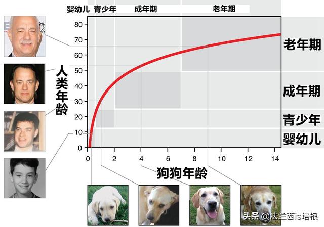 狗年龄:狗的一年相当多大岁数？有何依据？ 狗年龄对照表