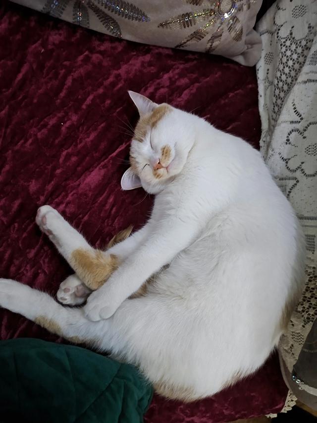 猫咪吃什么天然猫粮好:暹罗猫吃什么猫粮好？要怎么选择？