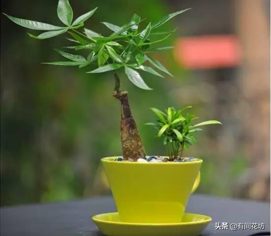 室内大发财树怎么养才长得好:大发财树适合室内还是室外养 询问盆栽的发财树室内怎样才能养得好呢？