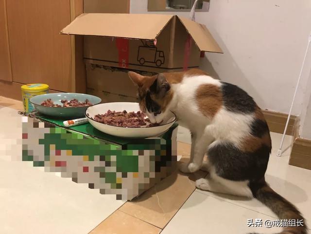 闷猫:猫喜欢吃塑料，该怎么办？