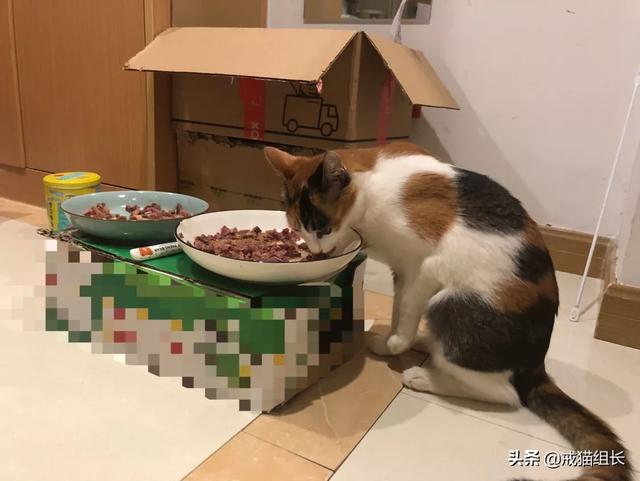 缅因猫最喜欢吃什么:猫喜欢吃塑料，该怎么办？