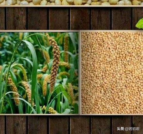 牡丹鹦鹉吃什么野菜好:牡丹鹦鹉喜只吃小米怎么办？