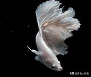 中国斗鱼肠炎:中国斗鱼怎么养？养几条为宜？多少钱一条？