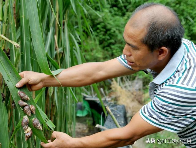 白玉蜗牛该如何养殖，白玉蜗牛养殖场内怎样除虫？