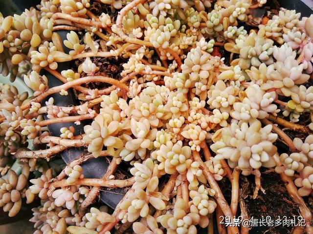多肉景天科长生草属有哪些植物:有哪些多肉品种值得推荐？