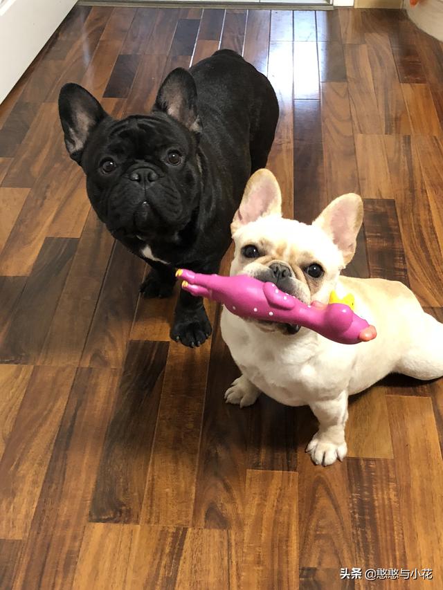 沉默的斗牛犬相关问答:为什么有的人说不敢养法国斗牛犬呢？它一般会有什么常见的疾病？ 沉默的斗牛犬的小说