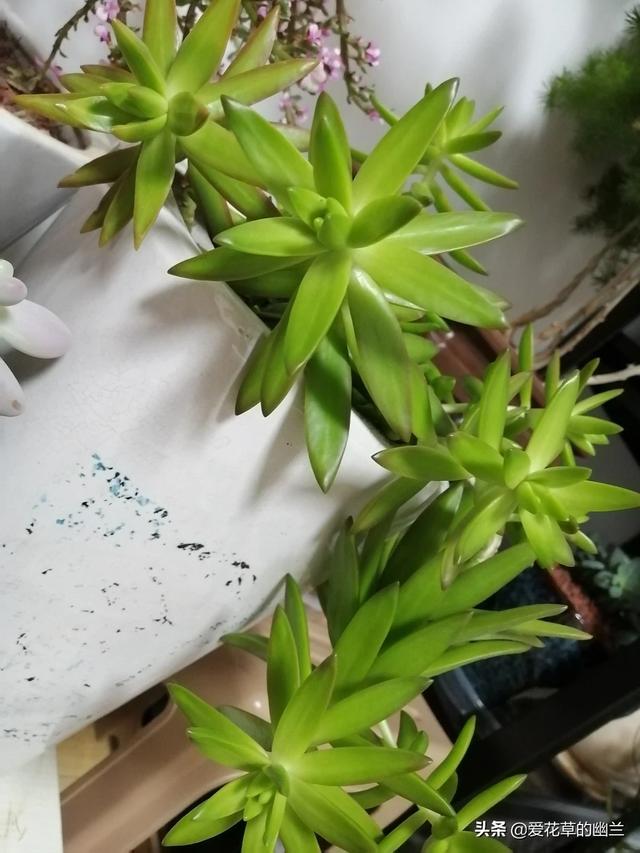 花叶芋根结线虫病:土壤里生了根线虫，该怎么办？