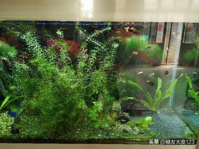 30*28*30的鱼缸都可以养什么鱼和水草？