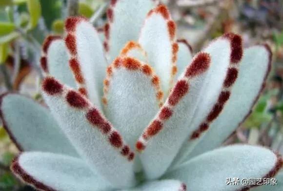 多肉植物种类作文:养多肉，哪些品种你最喜欢？