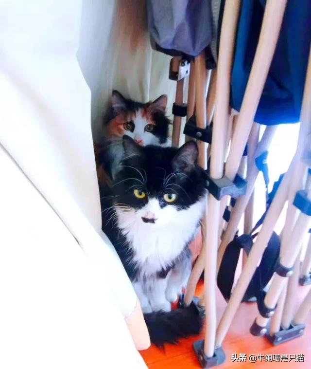 两只超萌猫咪图片:家里准备养第二只猫需要注意什么？