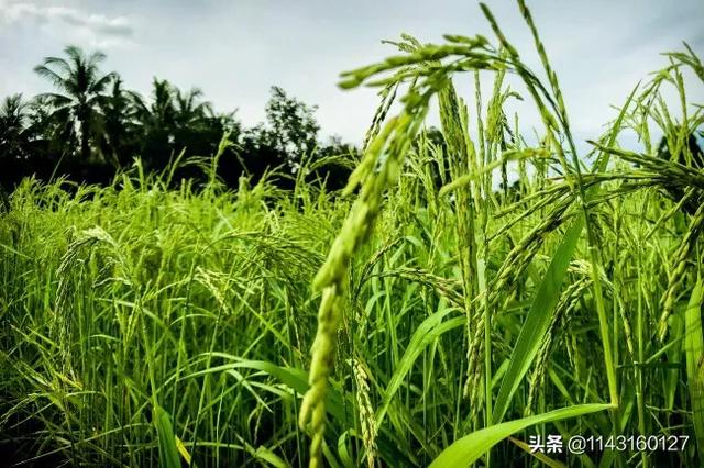 湖北搞什么家庭养殖业比较赚钱:在湖北襄阳能做什么小型养殖项目？