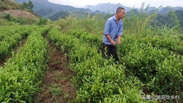 带你看看我们引进的saluki:湖人队要想夺得总冠军，还需要引进哪些球员？