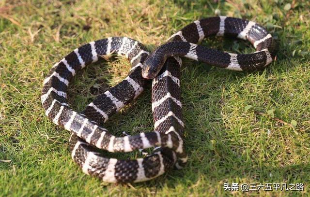 金环蛇银环蛇:农村常见的金环蛇和银环蛇各有多少环？哪种蛇毒性更大？ 金环蛇银环蛇的区别图片