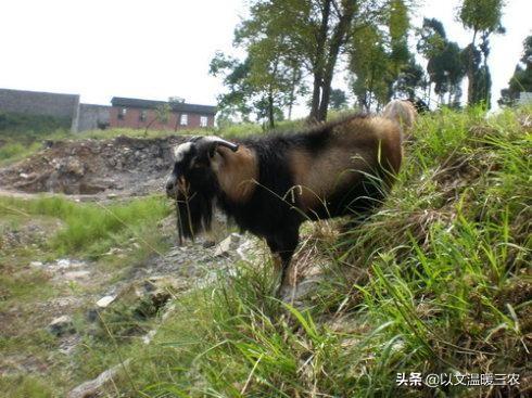 天生无脖牧羊犬遭弃:好的牧羊犬可以代替人放羊吗？ 被抛弃的牧羊犬被人类救助