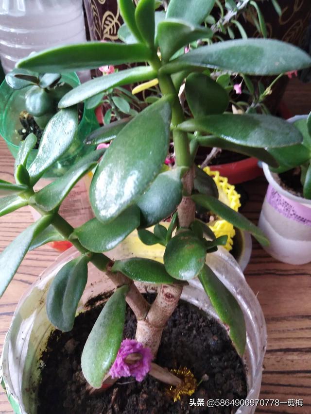 玉树养成盆景的几个技巧，为什么有人养在室内就容易挂掉呢？插图19