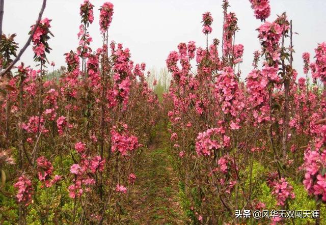 蚜虫的防治方法:怎样消灭海棠树上的蚜虫？