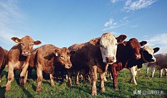 2020西施犬价格行情:明年的牛羊肉价格会怎么样？