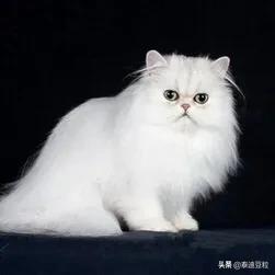 猫的品种及价格:养一只猫最少花费得多少，什么品种比较好？