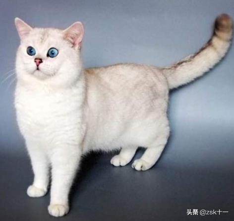 英短蓝猫和银渐层配的小猫，值多少钱？