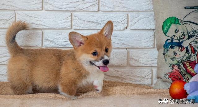 豆柴犬自己盖被子:到底该不该让狗狗上床睡觉呢？
