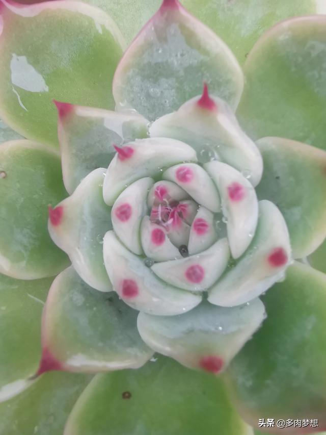 多肉植物分名贵品种和普通品种吗？