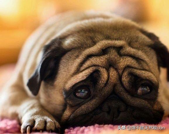 莱姆病症状有什么:抗莱姆病有什么真症状 引起狗狗肾衰竭的原因有哪些？该怎么预防？