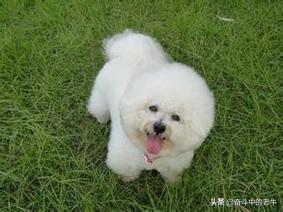 比熊宠物狗价格排名与图片:泰迪犬PK比熊犬，你更喜欢谁？