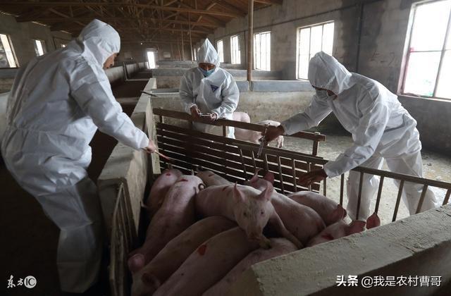 链球菌感染关节炎能治好吗:猪关节炎怎么治？靠谱的来？ 链球菌感染引起的关节炎怎么治