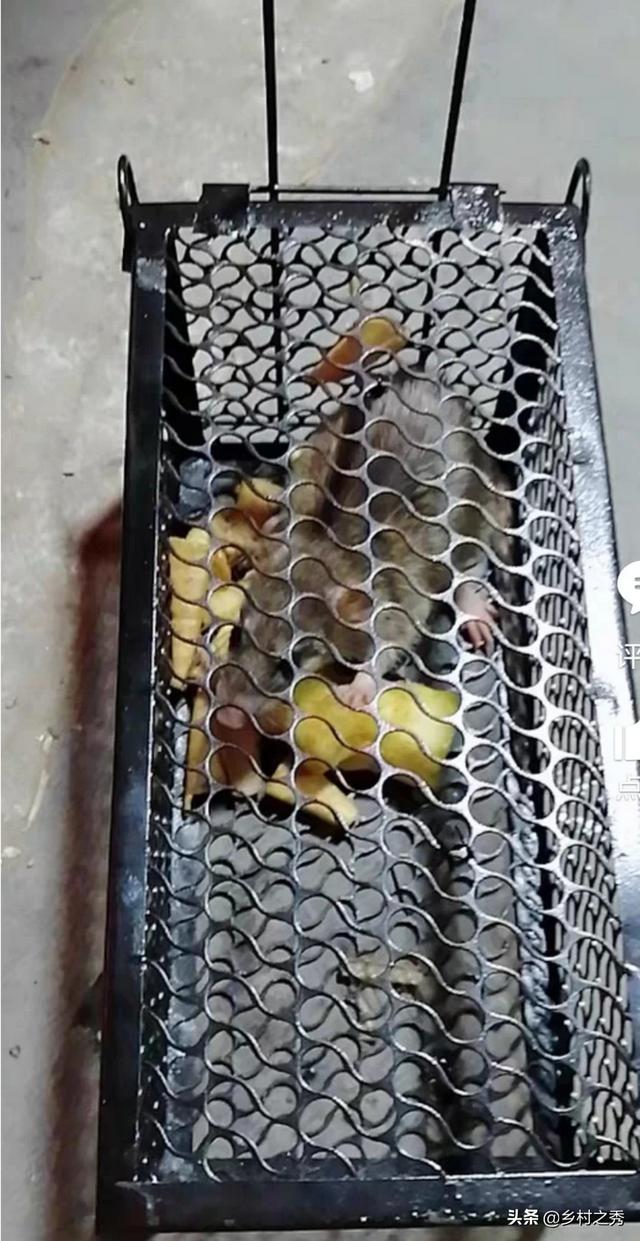灭老鼠方法:不用老鼠药，有什么好办法灭老鼠？