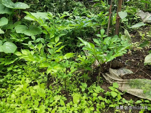 软腐病191:柑橘酸腐病严重影响贮藏品质，该如何防治？
