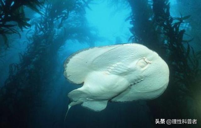 电鲶为什么会放电:世界上能发电的鱼有多少种类？都是怎样的？