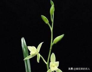 建兰吧:建兰大凤素长了很多叶苗，但就是没有花芽怎么回事？ 建兰吧图片大全
