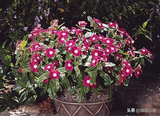 长春花怎么养(长春花怎么养爆盆)